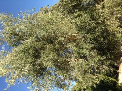 תמונה 1 (2).JPG