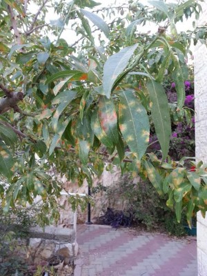 tree1.jpg