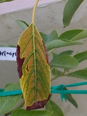 P_20140721_185919_1.jpg