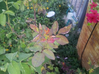 20140802_181935.jpg
