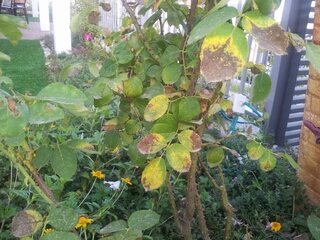 20140802_181942.jpg