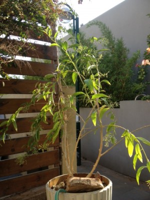 cestrum.jpg