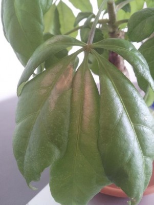 leaf2.jpg