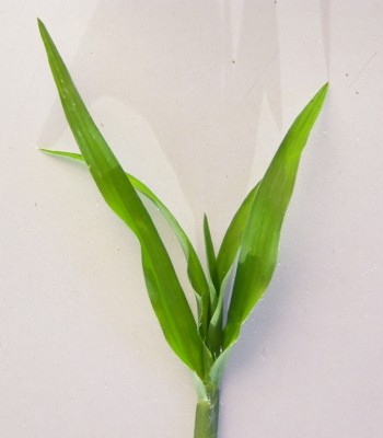 דשא 009C.jpg