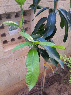 mango.jpg