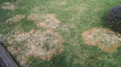 Capture01.JPG (183.22 KiB) נצפה 3567 פעמים Capture01.JPG