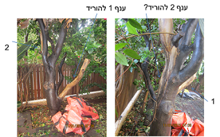 הדר1--.png