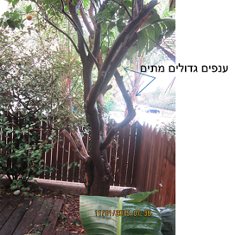 הדר2--.png