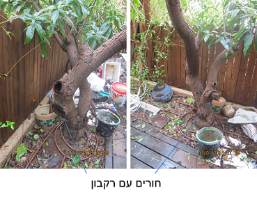 מנגו--.png