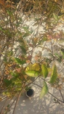 20150125_151306.jpg