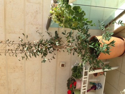 image1.jpeg