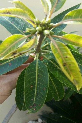 mango.jpg