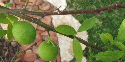 ScreenHunter_02 Sep. 18 11.48.gif