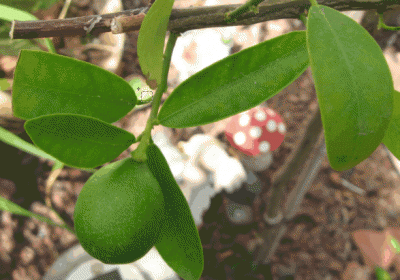 ScreenHunter_03 Sep. 18 11.48.gif