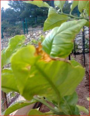 Limon 2015-05-04_05.JPG