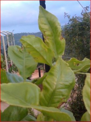 Limon 2015-05-04_04.JPG