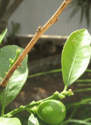 ScreenHunter_04 Sep. 18 11.49.gif