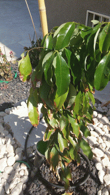 ליצי עלים יבשים.gif