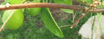 ScreenHunter_06 Sep. 18 11.52.gif