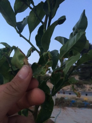 לימוון.jpg
