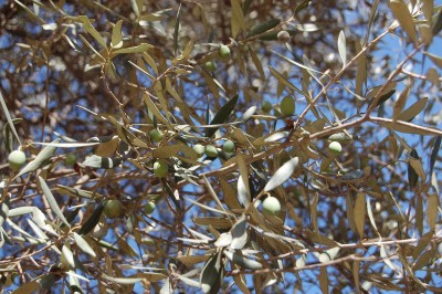 olive2b.jpg