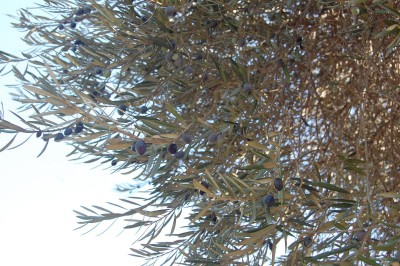 Olive-3.jpg