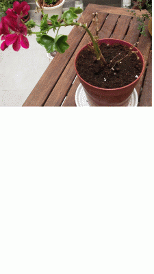 גרניום יבש בחלקו.gif
