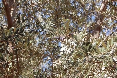 olive-4.jpg