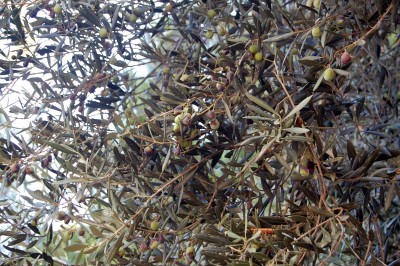 olive-6.jpg