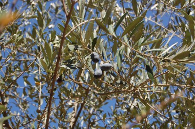 olive-unkown.jpg