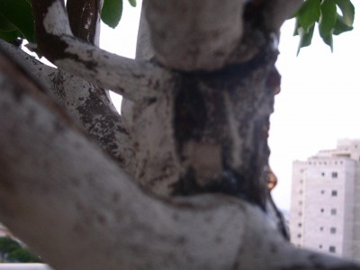 PICT00221.JPG