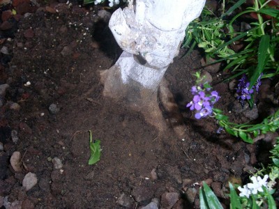 PICT00231.JPG