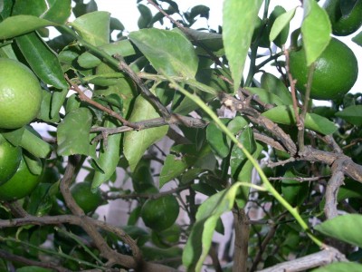 PICT00241.JPG