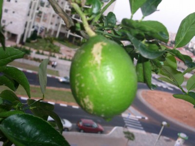 PICT00261.JPG