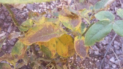 IMG-20160723-WA0002.jpg