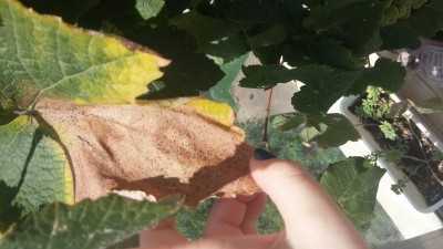 CAM01210.jpg