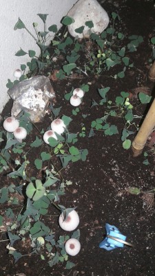 20160821_214714_resized_2.jpg