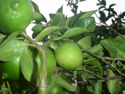 PICT00321.JPG