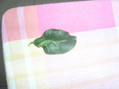 PICT00371.JPG