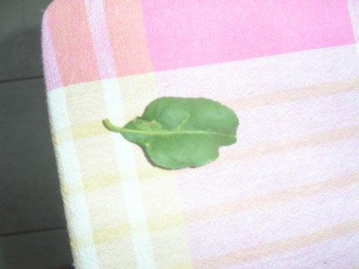 PICT00391.JPG