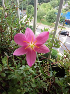 20160808_זפיר.jpg