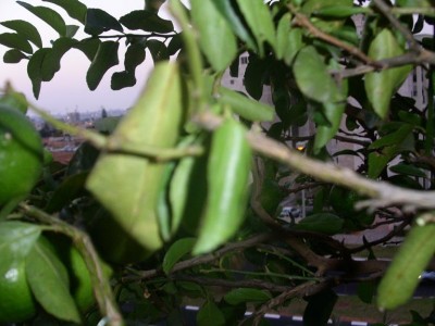 PICT00411.JPG