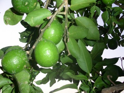 PICT00431.JPG