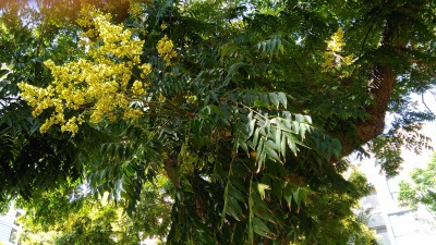 IMG_20161005_112608.jpg