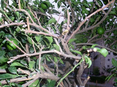 PICT00441.JPG