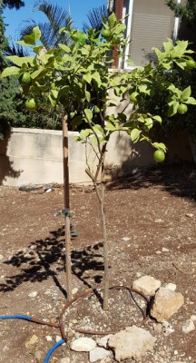 20160924_112555 (345x640).jpg