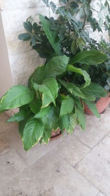 IMG-20161027-WA0000.jpg