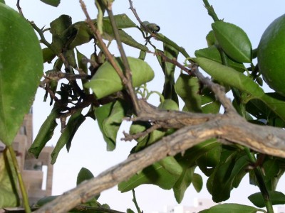 PICT0038.JPG