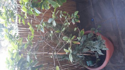 20161107_071922_resized.jpg