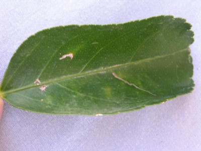 PICT0042.JPG